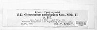 Gloeosporium pachybasium image